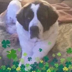 Meet your Posher, Lisadenny